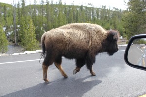bison